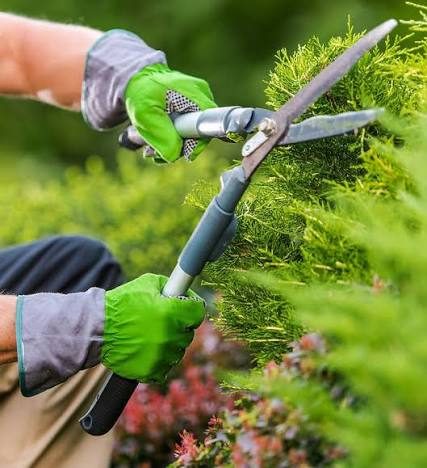 Close-up of hand shears trimming a conifer hedge