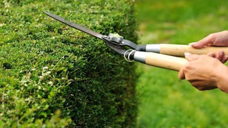 Hand shears trimming a garden hedge into a crisp line