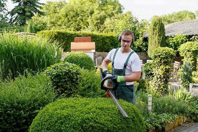 Hedge trimming with a powered hedge trimmer through a tall garden hedge