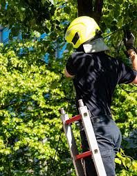 NPTC-certified tree surgeon on a ladder pruning a tree canopy
