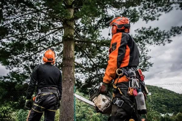 Tree surgeons in full PPE assessing a tree